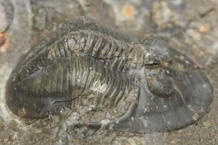 Bargain, Proetid (Dechenella) Trilobite - Scarce Species #213096